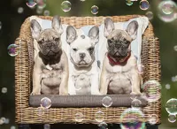 Jigsaw Puzzle Puppies and bubbles