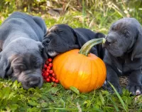 Rompecabezas Puppies and pumpkin