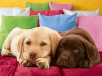 Bulmaca Labrador puppies