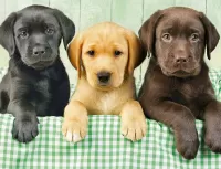 Puzzle Labrador puppies