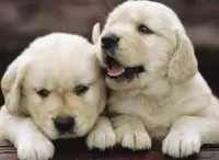 パズル Labrador puppies
