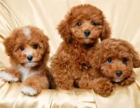 Bulmaca Puppies