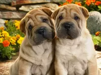 Bulmaca Shar-Pei puppies