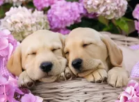 Jigsaw Puzzle Puppies in a basket