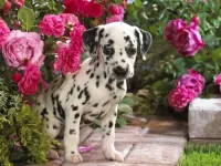 Jigsaw Puzzle Dalmatian puppy