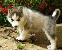 Bulmaca Husky puppy