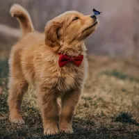 パズル Puppy and butterfly