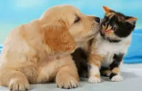 Jigsaw Puzzle Puppy and kitty