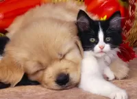 Jigsaw Puzzle Puppy and kitten