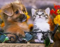Quebra-cabeça Puppy and kitten