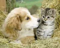 Quebra-cabeça Puppy and kitten