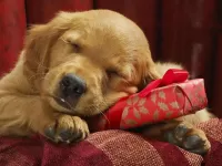 Quebra-cabeça Puppy and gift