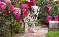 Rompecabezas Puppy and roses