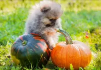 Jigsaw Puzzle Puppy and pumpkins