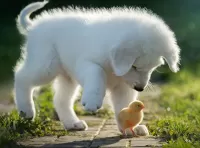 パズル Puppy and chick