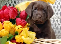 パズル Puppy and flowers