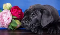 Quebra-cabeça Puppy and flowers