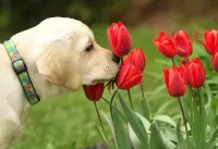 Rompecabezas Puppy and tulips