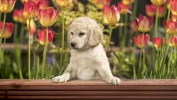 Bulmaca Puppy and tulips