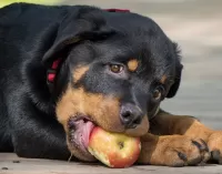 Jigsaw Puzzle Puppy and Apple