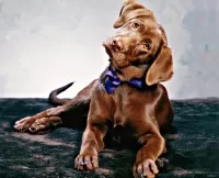 Слагалица Puppy with bow