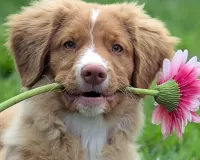 Quebra-cabeça Puppy with a flower