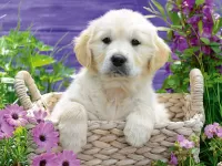 Bulmaca Puppy in a basket