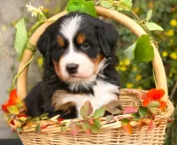 Jigsaw Puzzle Puppy in a basket