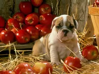 パズル Puppy in apples