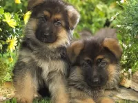 Bulmaca Puppies