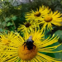 Quebra-cabeça Bumblebee