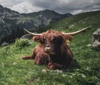 Slagalica Scottish cow