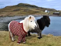 Rompecabezas Shetland pony