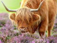 Quebra-cabeça Scottish bull