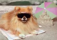 Jigsaw Puzzle Spitz on vacation