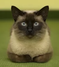 Zagadka Siamese cat