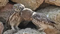 Rätsel House owls