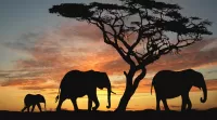 Слагалица Silhouettes of elephants