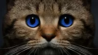 Jigsaw Puzzle Blue-eyed cat