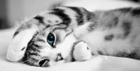 Puzzle Blue-eyed cat