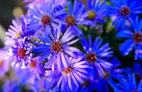 Puzzle Blue asters