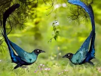 Quebra-cabeça Blue birds