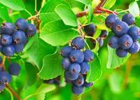 Jigsaw Puzzle Blue berries