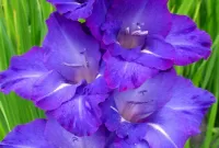 Rätsel Blue gladiolus