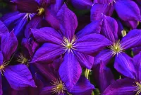 Jigsaw Puzzle blue clematis