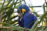 Слагалица Blue parrot