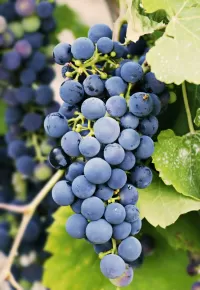Puzzle Blue grape