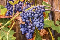 Пазл Синий виноград