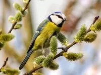 Rompicapo Blue tit on willow