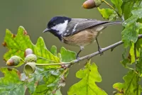 Puzzle Tit on a branch